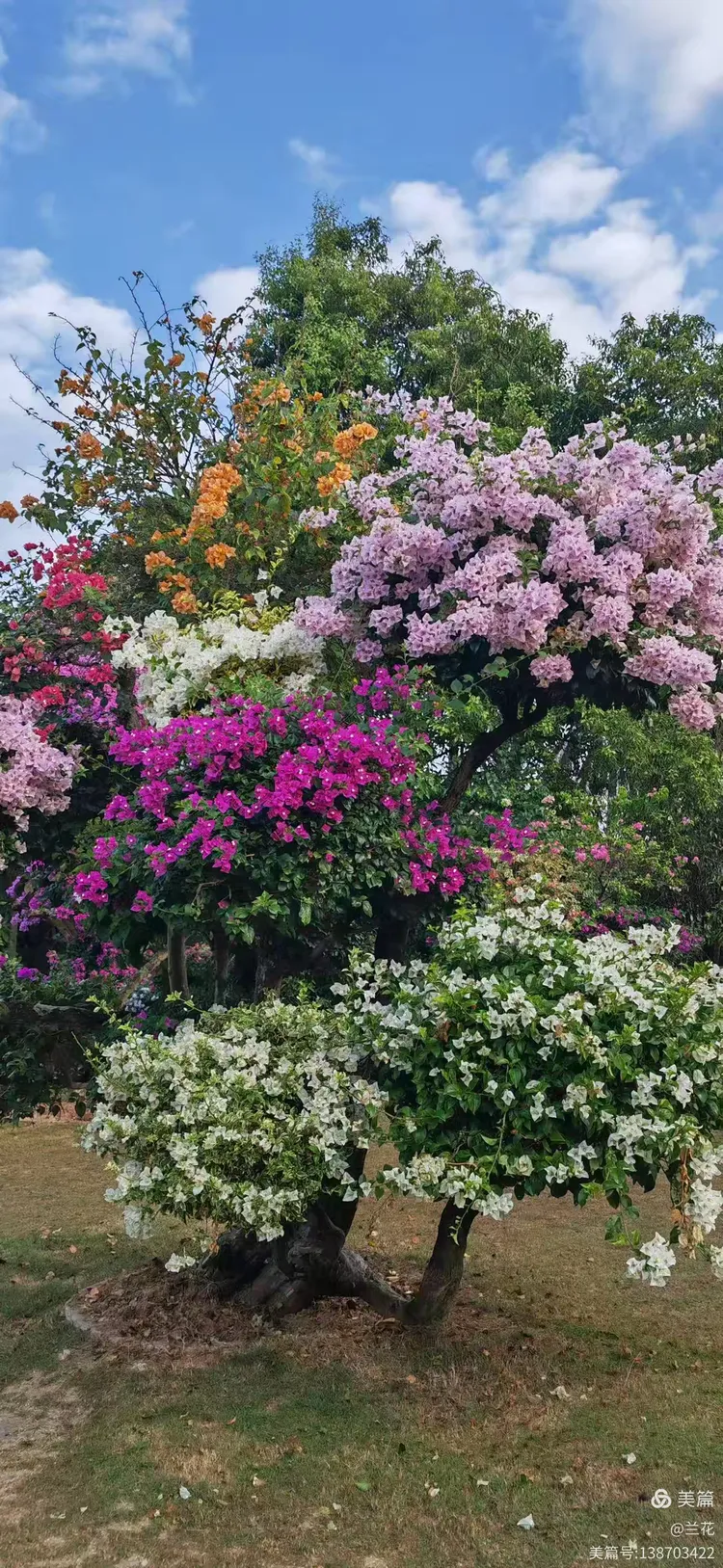 西双版纳游记花卉园二